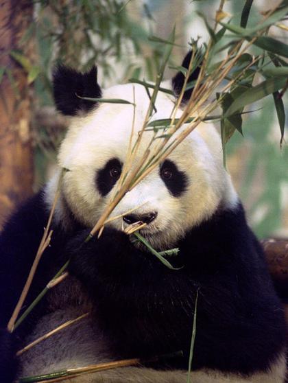 World's oldest panda dies in Chinese zoo at age 34