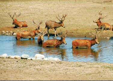 Growing threat to wetlands survival