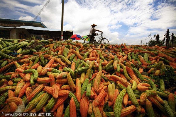 Bitter vegetable harvest due to sales slump