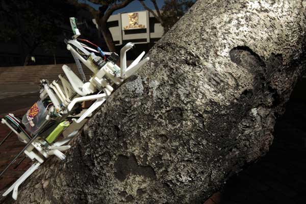 Robot capable of tree climbing