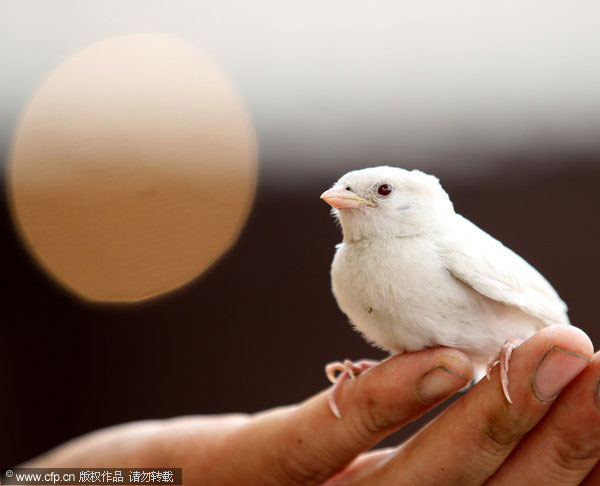 Separated from flock, white sparrow gets help