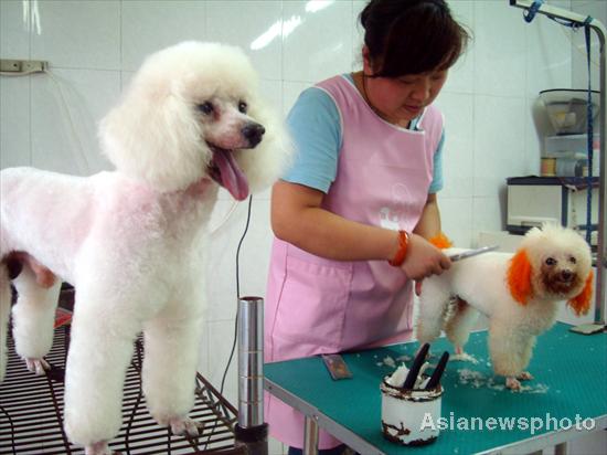 Pet dogs get summer hair cuts