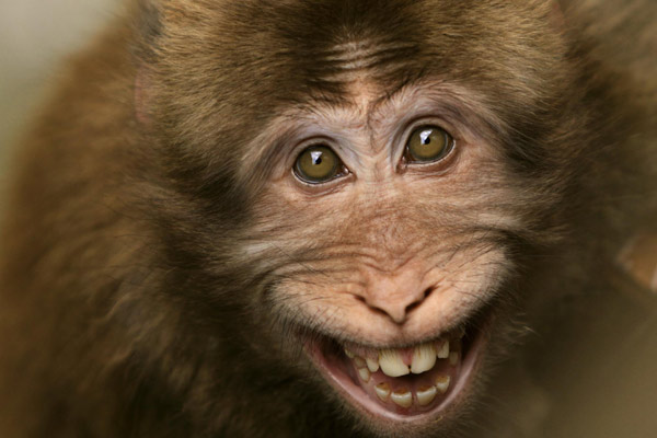 A smiling monkey