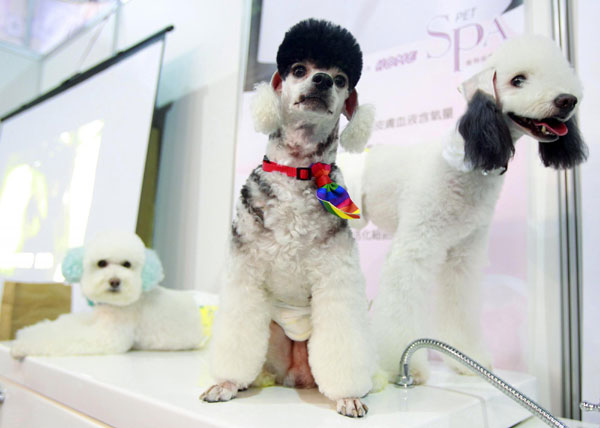 Dogs show in Taipei