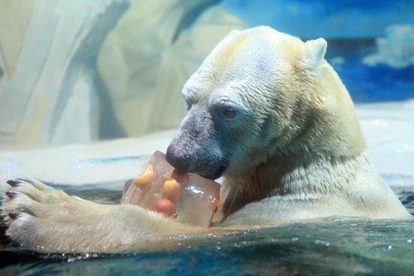 Polar bears keep cool with popsicle treats