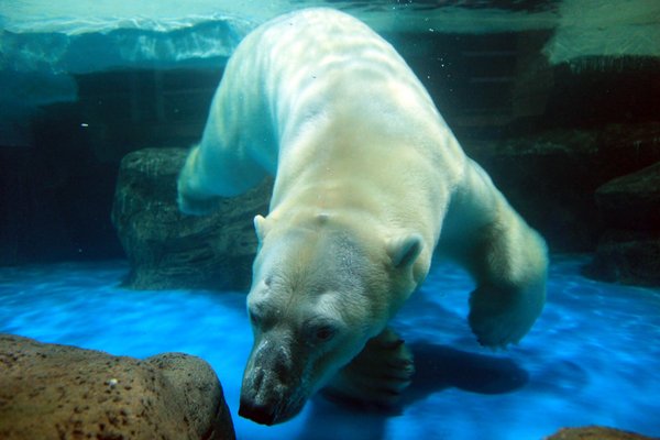 Polar bears keep cool with popsicle treats