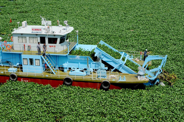 River users battle invasive water hyacinth