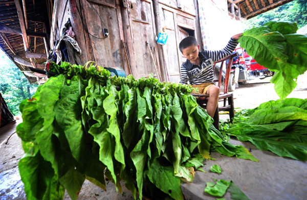 Brothers fill summer with tobacco chores