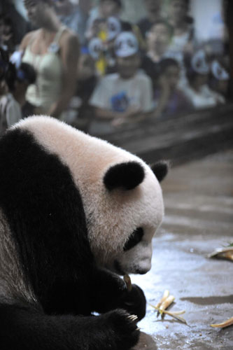 A giant panda eats bamboo shoots during its birthday party at Hangzhou Zoo, Aug 24, 2011. Pandas celebrate birthday at zoo in E China