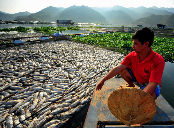 Mass fish death in E China county, cause unknown