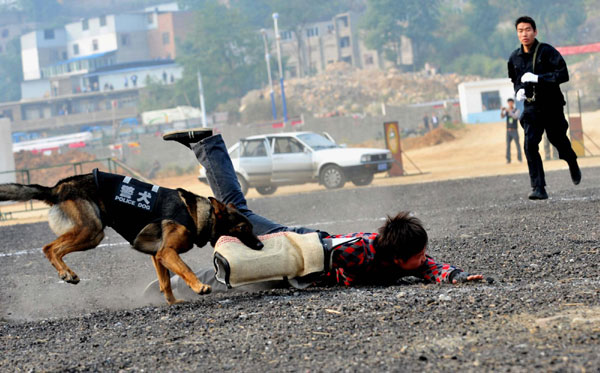 A rioter is caught by a police dog during an anti-terror drill in Zunyi, Sept 26, 2011. Air-raid, anti-terror drill staged in SW China