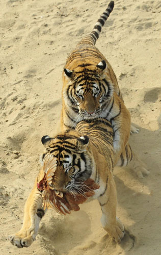 In photos: Siberian tigers in NE China