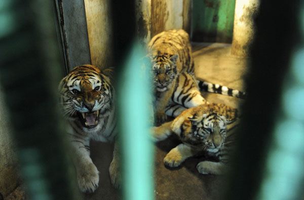 In photos: Siberian tigers in NE China