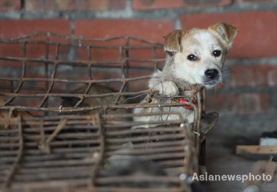 1,000 dogs saved from dining tables
