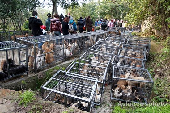 1,000 dogs saved from dining tables