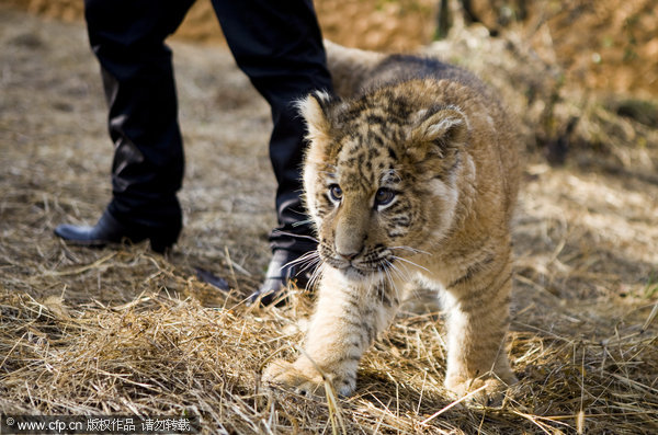 Rare baby liger in E China