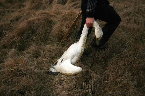 Volunteers flocking to help save swans in wetland