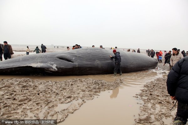 Stranded sperm whales die in East China