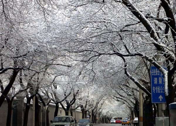 Spring snow blankets Beijing