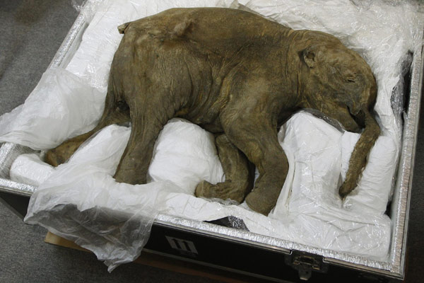 Carcass of well-preserved mammoth to be exhibited