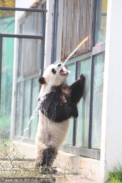 A panda drinks water from a tube to cool off at a zoo in Yantai, April 23, 2012. Pandas know it's 'cool' to be cool