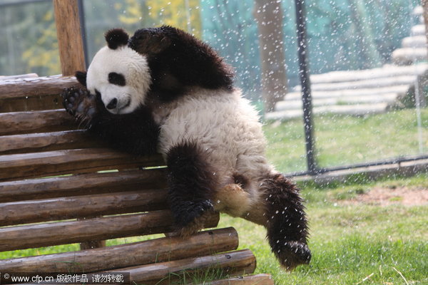 A panda cools off under a water spray at a zoo in Yantai, April 23, 2012. Pandas know it's 'cool' to be cool