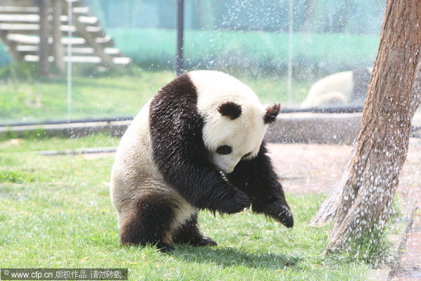 A panda cools off under a water spray at a zoo in Yantai, April 23, 2012. Pandas know it's 'cool' to be cool