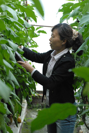 Chaoyang becomes nation's vegetable garden