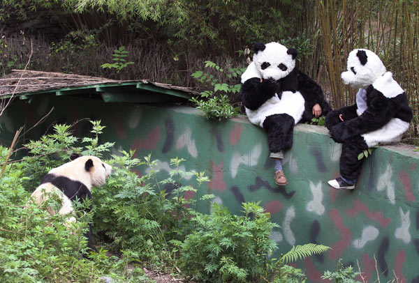 Pandas set to take a walk on the wild side