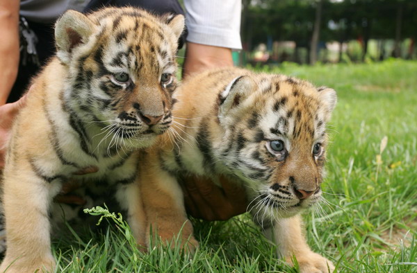 Tiger cubs meet visitors in E China zoo