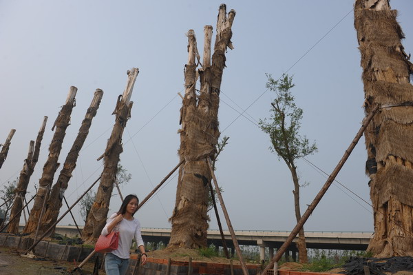 High-cost imported Crape Myrtle trees die in E China