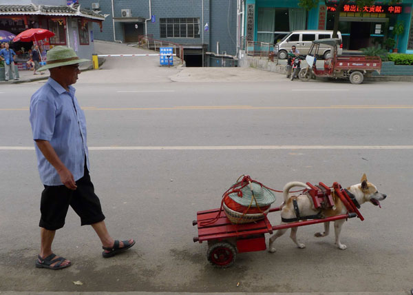 'Hubai' the helpful dog