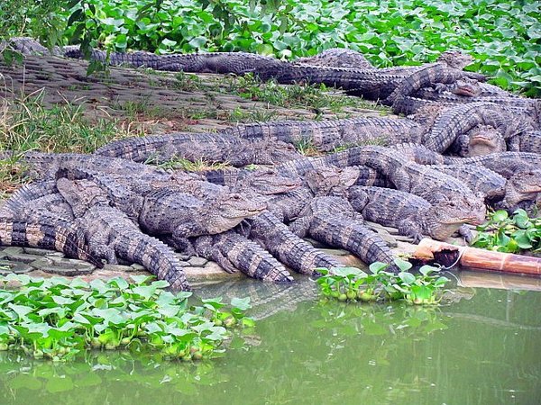 Emerging crocodiles stir fears of quake