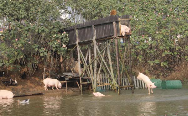 Farmer touts benefits of diving for pigs