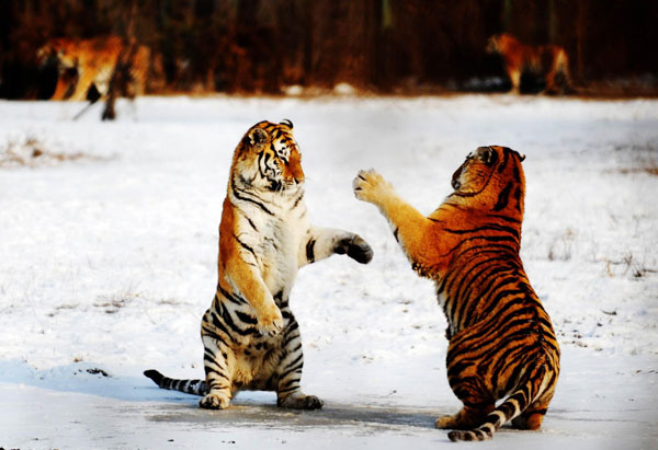 Siberian tiger population roars in NE China