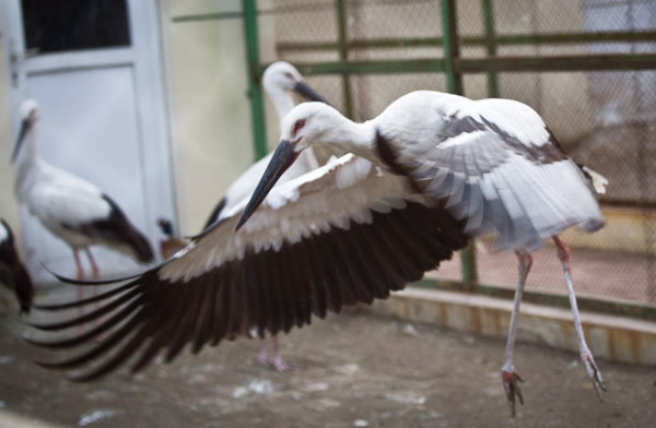 White cranes ready to go free after rescue