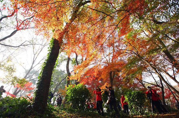 Maple leaves glow red in E China