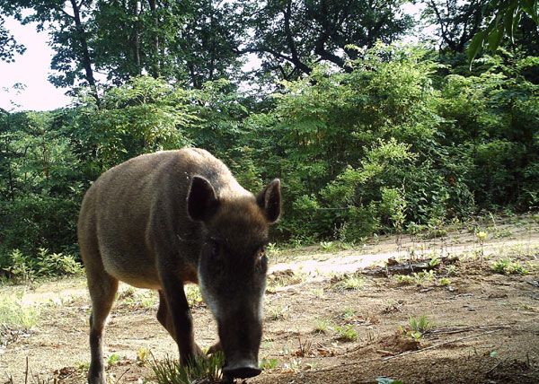 World's rarest cats spotted in nature reserve