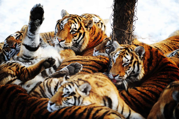 Volunteers to protect tigers