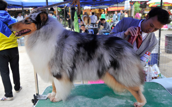 Canines work the catwalk in Nanning