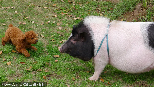 When pig takes the place of dog as family member