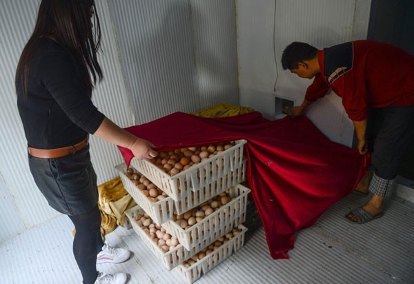 Chicken farmer hit hard by bird flu scare Chicken farmer hit hard by bird flu scare