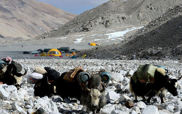 Photo taken on May 19, 2013 shows yaks conveying materials on Himalaya Mountains (Qomolangma), southwest China's Tibet autonomous region. Climber rescued on Himalaya Mountains
