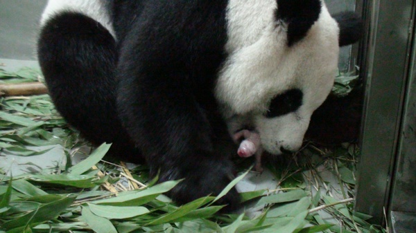 First panda born in Taiwan is female