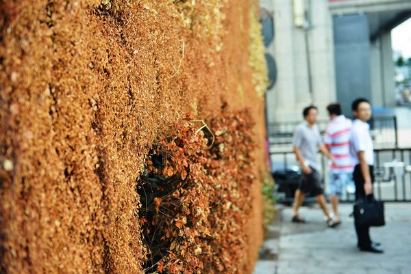 Flora singed by Hangzhou heat wave