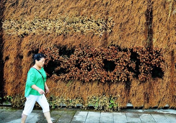 Flora singed by Hangzhou heat wave