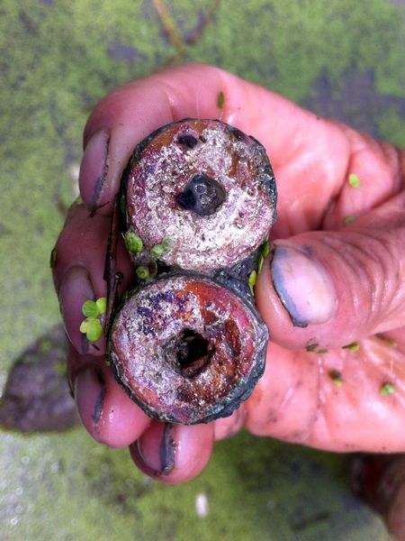 nearthed rusty ancient coins at the site where they were found in Jianhu county, Jiangsu province on Aug 4, 2013. Large amount of ancient coins were discovered during a 'dog grab' grab in the pool the previous day. Villagers make a splash for ancient coins