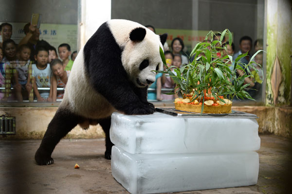 Giant panda turns eight in Central China zoo