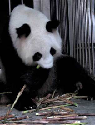 18-year-old panda conceives triplets