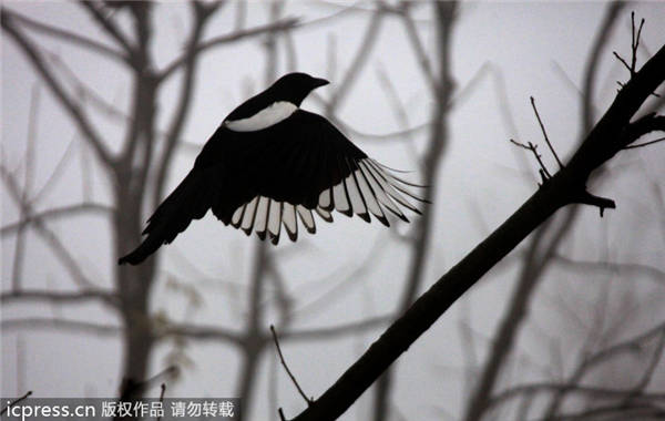 Fresh smog shrouds east, north China